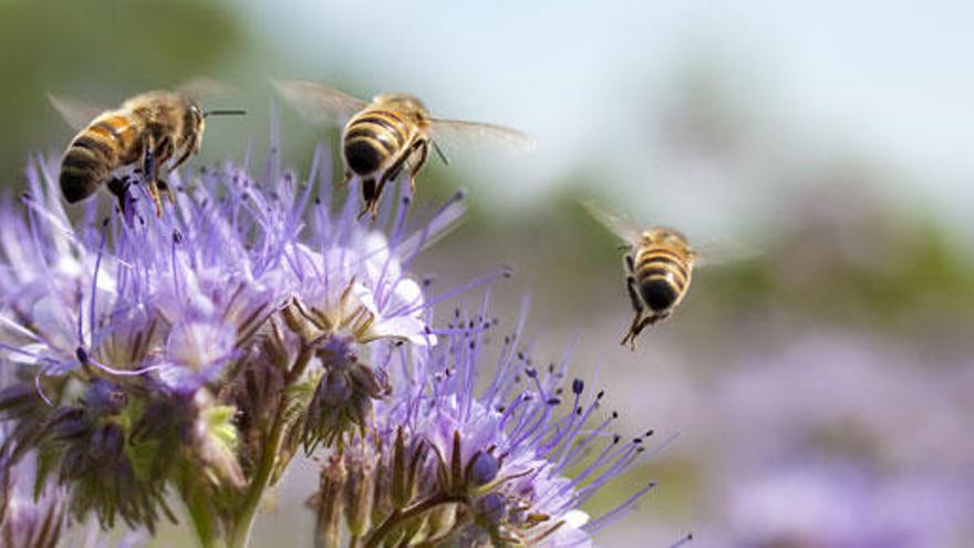 Mortandad de abejas en Estados Unidos.