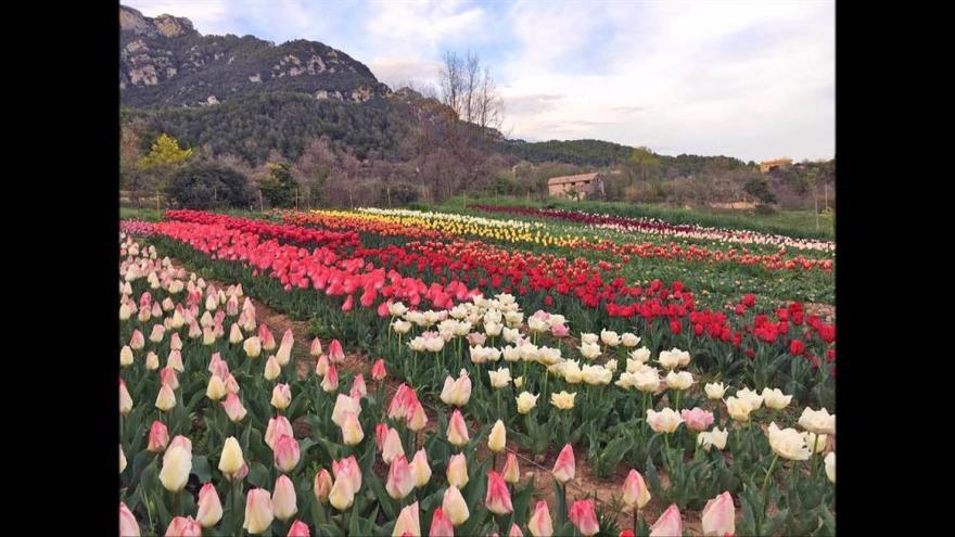 Capolat, la capital catalana de les tulipes