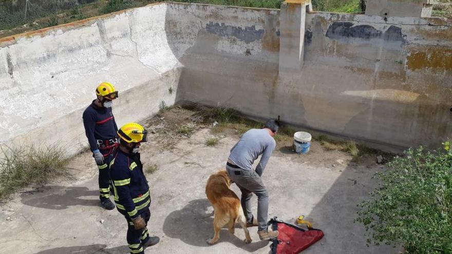 El perro tras ser rescatados por bomberos del parque de Benidorm