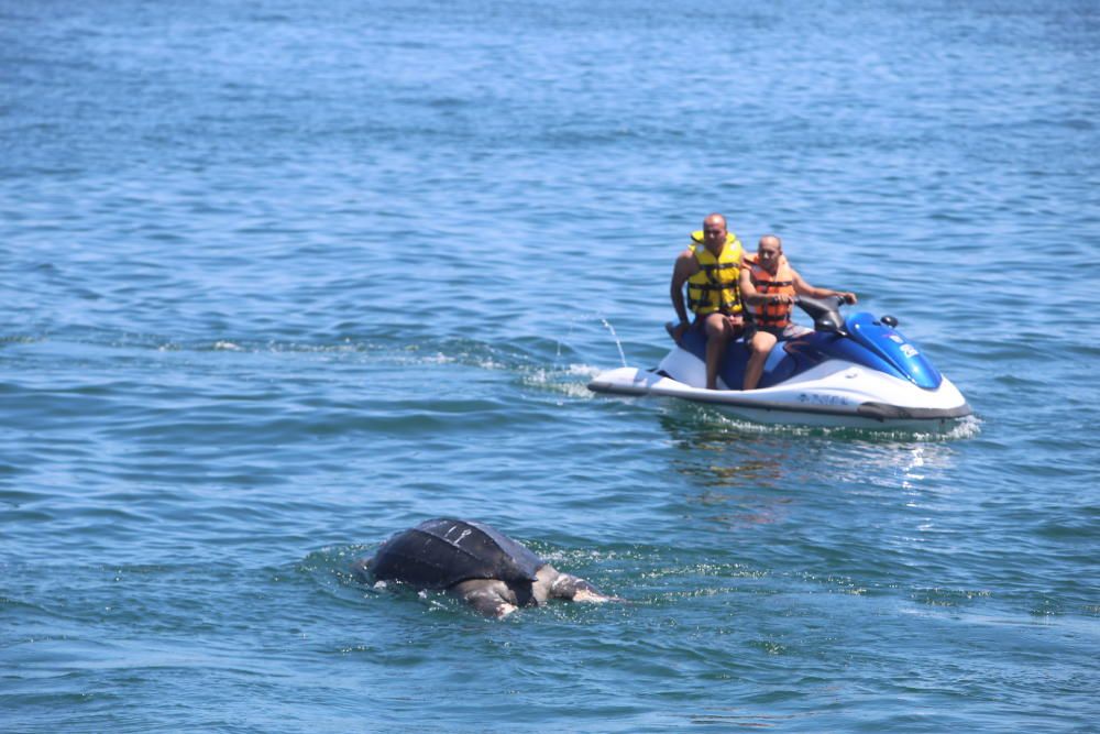 Hallada muerta una tortuga marina en Alicante