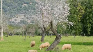 ¿Por qué se está retrasando la floración de los almendros en Mallorca?