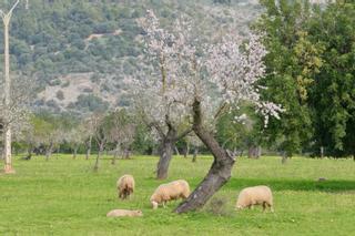 Las fotos de la tardía floración de los almendros de Mallorca