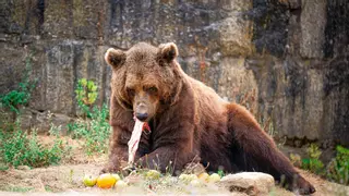 Los animales del VigoNature cambian su dieta por el calor: frutas de temporada y carne congelada