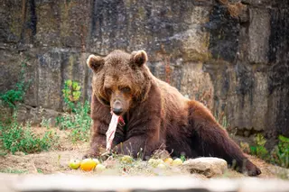 Los habitantes del antiguo zoo de Vigo, como el oso Carmo, los lémures o los suricatas, adaptan su dieta a las altas temperaturas