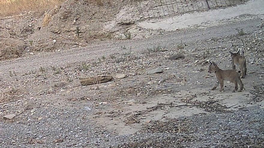 Nacen en Vélez-Rubio, en Almería, tres cachorros de lince.
