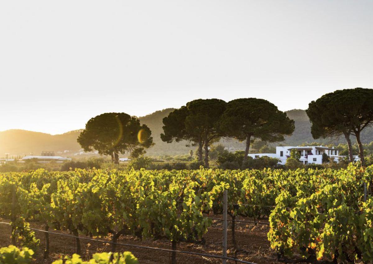 Los visitantes pueden hacer un recorrido por la viña y la bodega de elaboración que finaliza con una cata de vinos, aceites, Hierbas Ibicencas y otros productos locales. | SALVA LÓPEZ