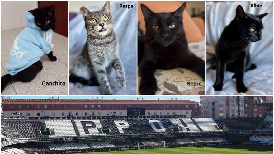 Una campaña para tocar la fibra de los &#039;orelluts&#039;: ¿Quién quiere adoptar a estos gatos nacidos en Castalia?