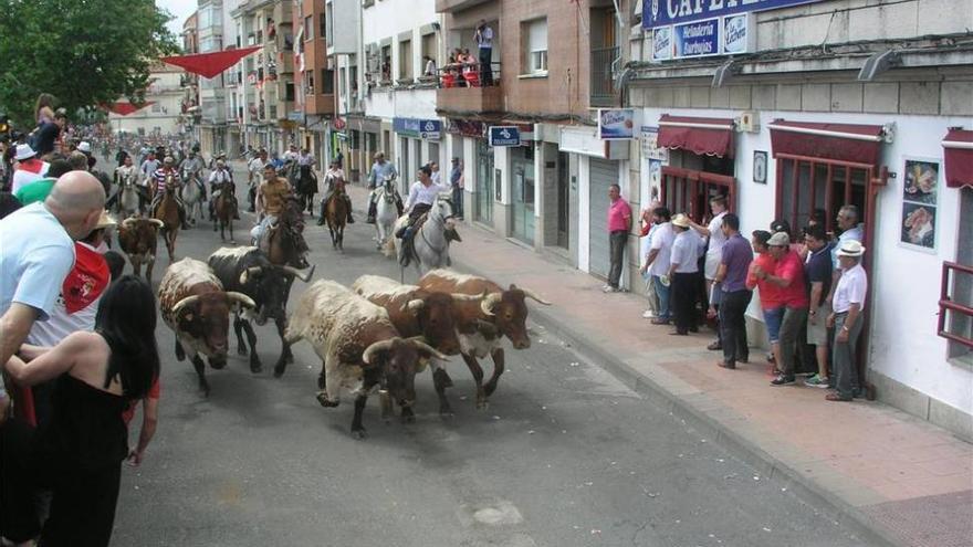 El traslado de los bueyes abre los actos taurinos de San Juan 2014 en Coria