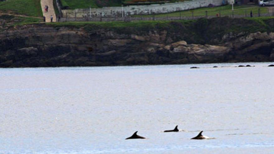 Tres delfines nadando frente a San Lorenzo, con la senda litoral a La Providencia al fondo. | mediadvanced
