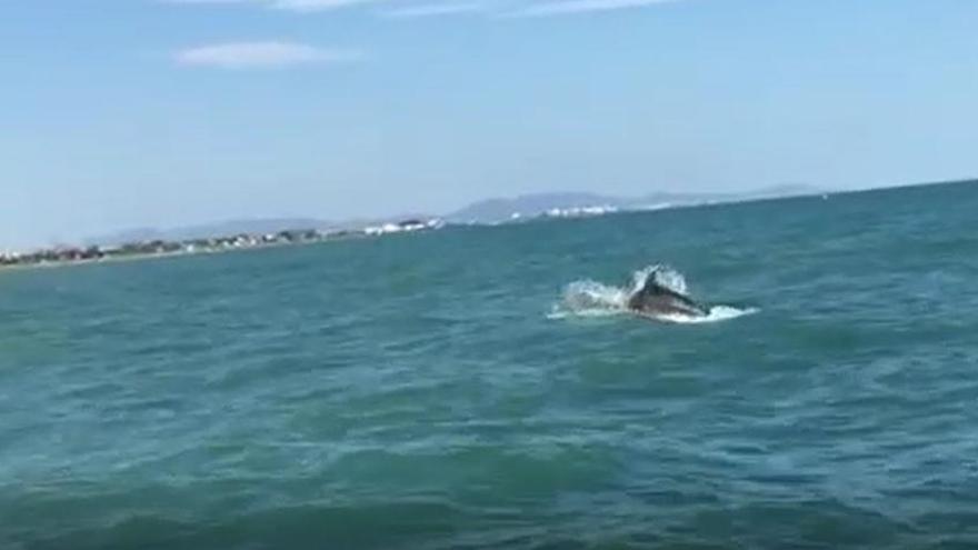 Avistan delfines en la playa de Sagunt