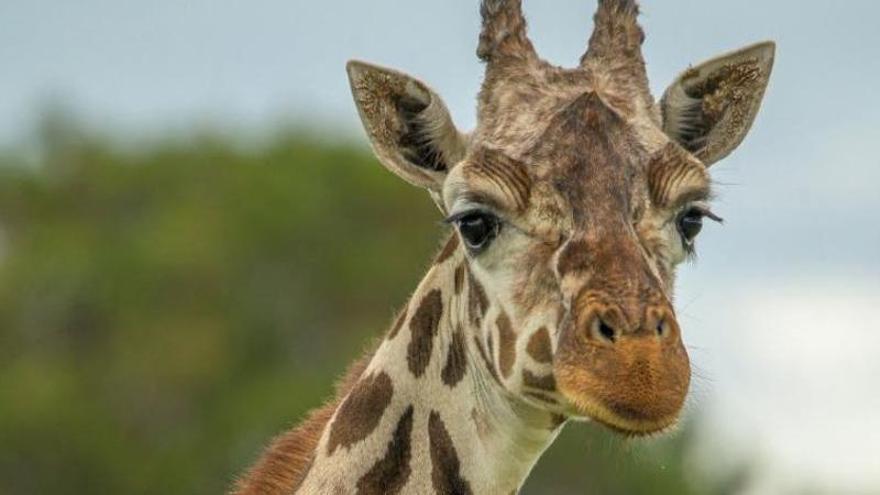 Adiós a Leti, la emblemática jirafa de Safari Mallorca