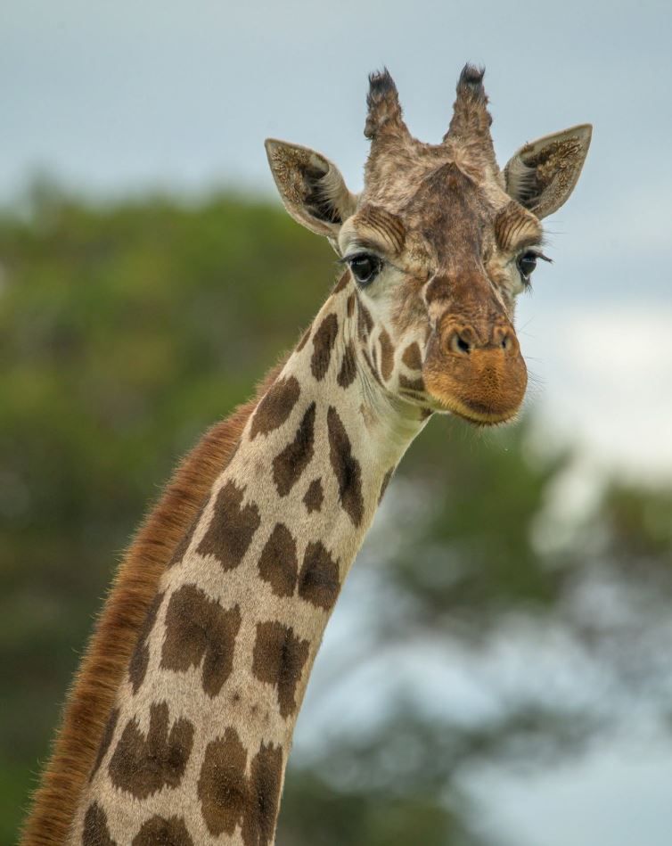 MUERTE DE LA JIRAFA LETI DE SAFARI MALLORCA