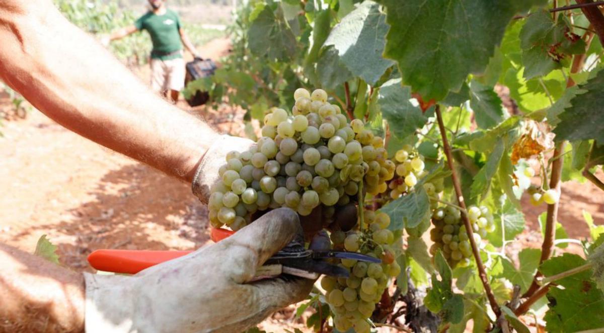 Los vinos de la isla tienen una calidad elevada. | J.A. RIERA