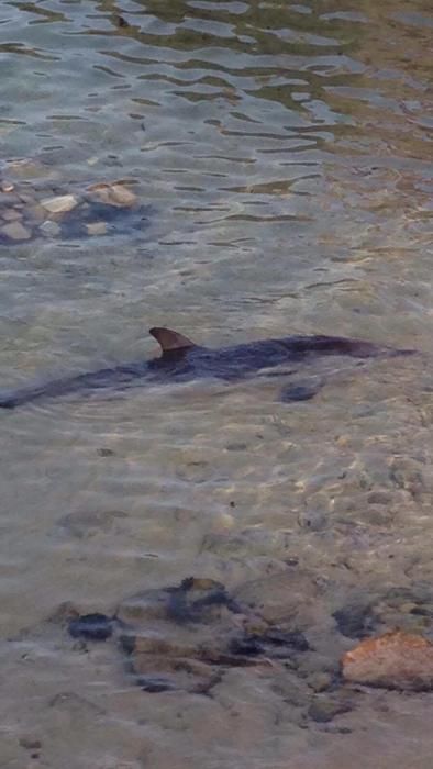Aparece un delfín herido en la playa del Dolç
