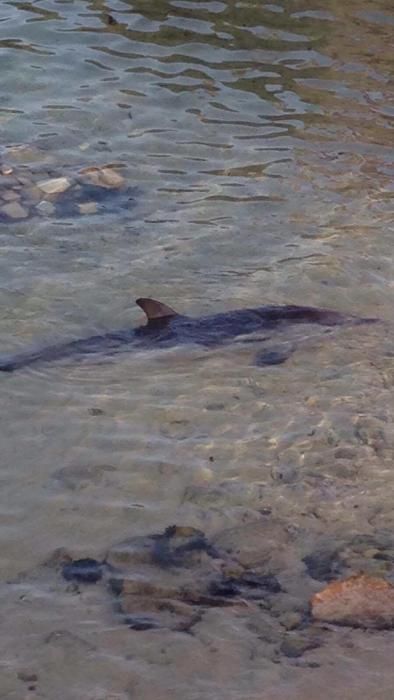 Badegäste haben am Donnerstagmorgen (18.8.) am Strand von Colònia de Sant Jordi im Süden von Mallorca einen verletzten Delfin entdeckt. Sie verständigten das Meeresaquarium des Cabrera-Zentrums im Ort und versuchten, das Tier zu versorgen.