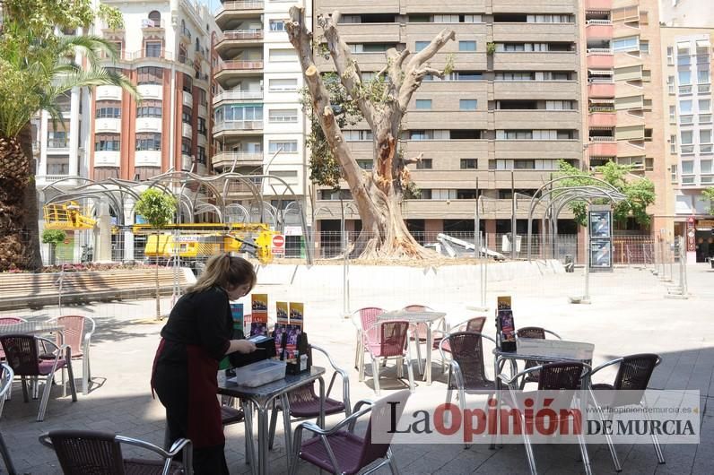 El estado final del ficus de Santo Domingo