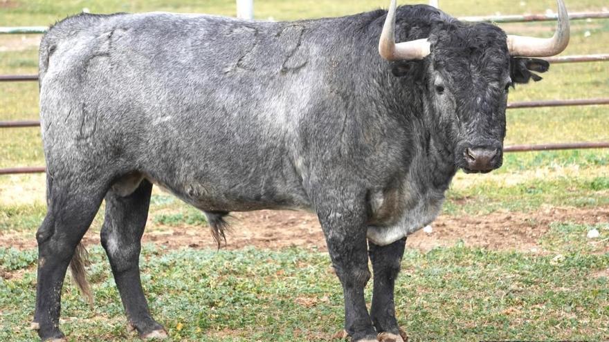 Los Victorinos de Fallas, listos en el campo