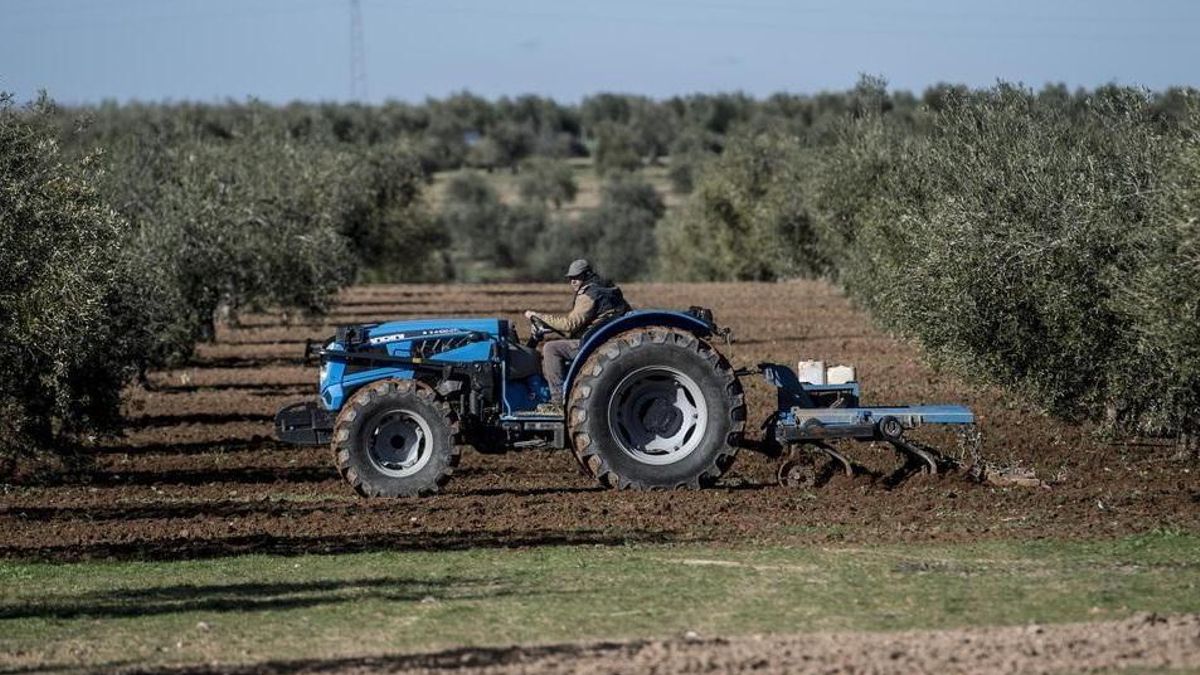 Un agricultor realiza trabajos de arado en un olivar.