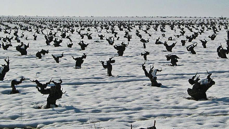 Cepas pertenecientes a la Denominación de Origen Tierra del Vino. | L. O. Z.