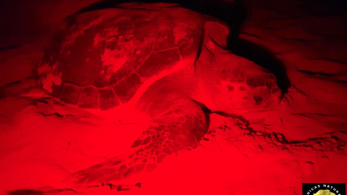 Una tortuga boba que iba a realizar la puesta de huevos en la playa de Los Locos de Torrevieja se da la vuelta ante el acoso de los turistas