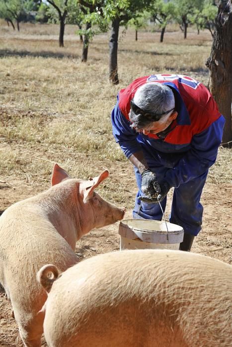 Auf Can Frau in Son Espanyol lässt Xisco Menguiano die Jungschweine unter Bäumen weiden und füttert gesunde Kost.