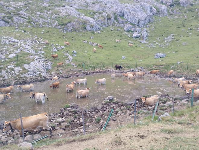 La llegada del agua a la majada de Amuesa, en los Picos de Europa