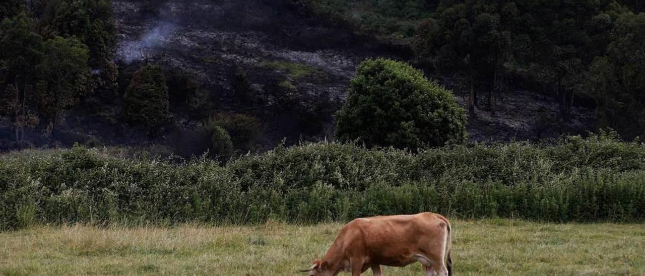 Una vaca pastando junto a un terreno quemado en Gozón.