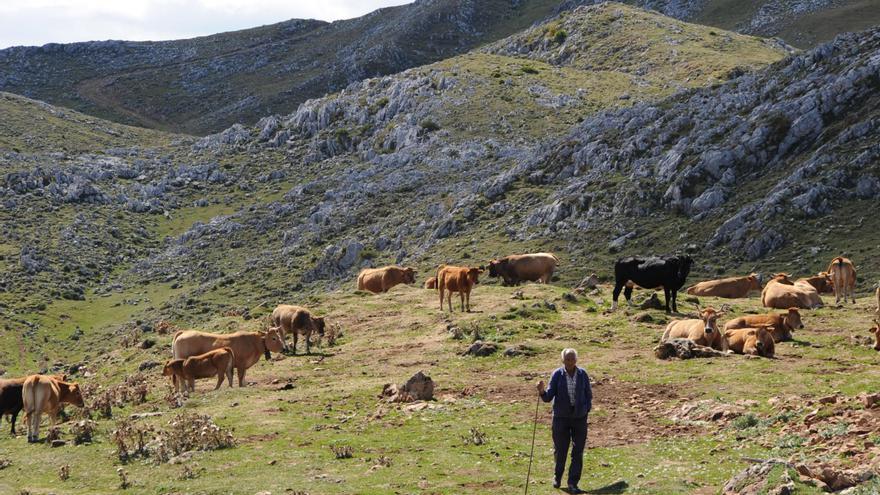 Lena &quot;ordena&quot; sus montes para explotarlos económicamente: ya están inventariadas 9.000 hectáreas, una superficie mayor que todo el concejo de Langreo