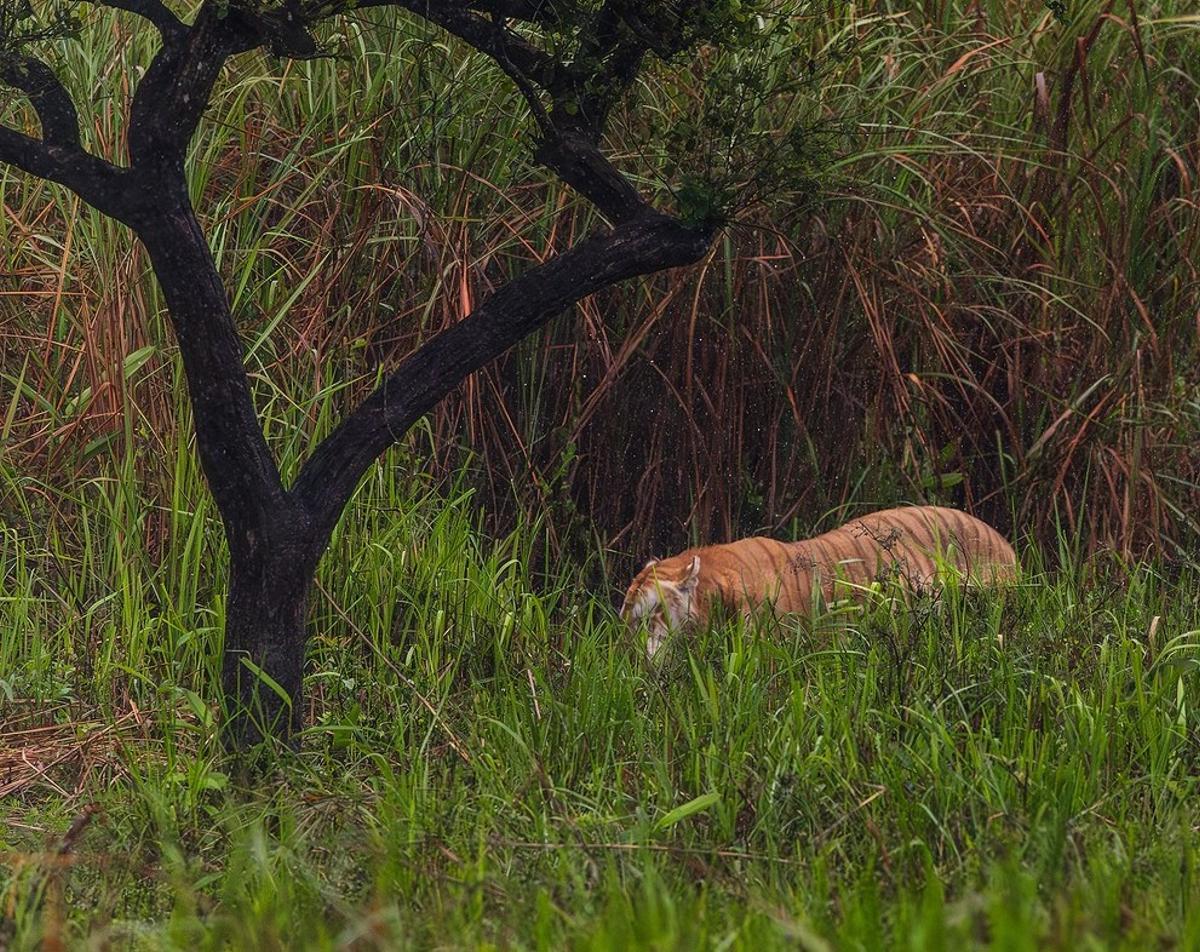El tigre dorado observado en Kaziranga.