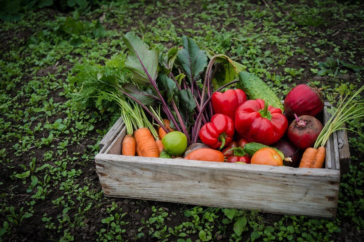 Los pesticidas van a parar a los productos que consumen las personas