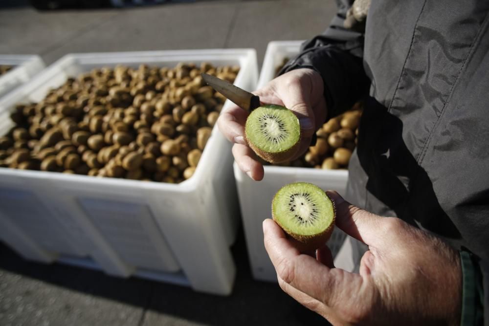 La recogida del kiwi en Pravia