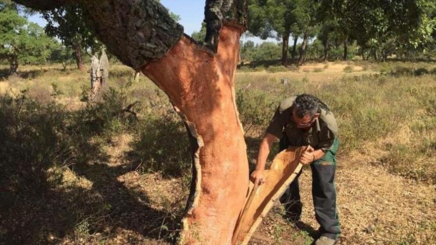 La producción de corcho en Extremadura será de unas 20.000 toneladas