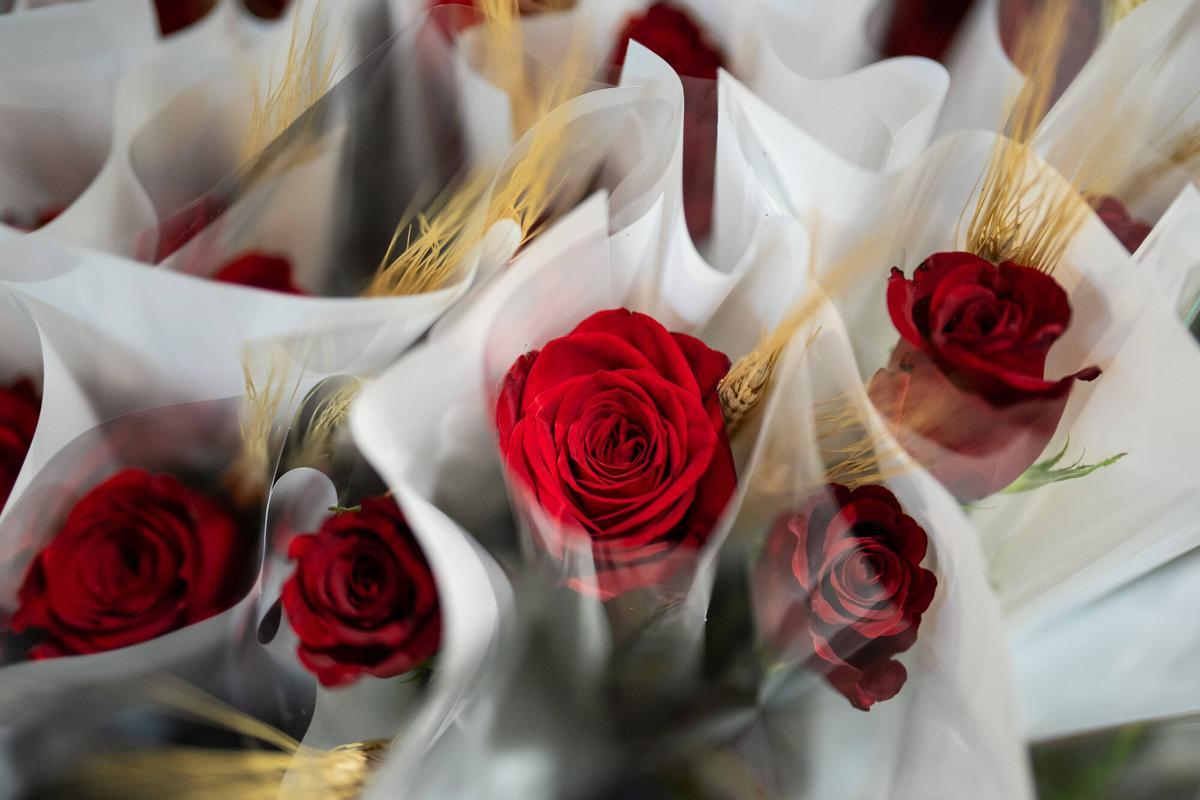 Rosas para Sant Jordi en el mercado de la flor de Mercabarna