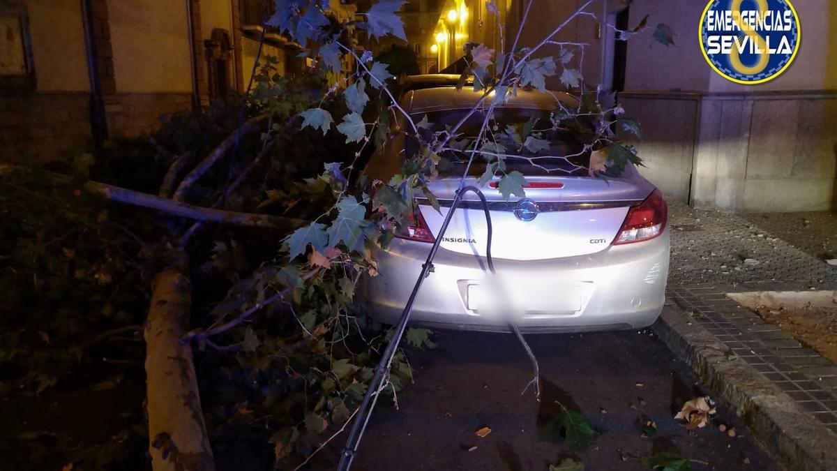 Ramas caídas sobre un vehículo en la calle San Pablo