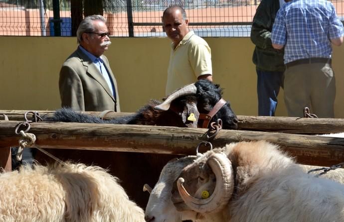 Feria de ganado, misa y procesión de San Miguel