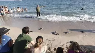 39 tortugas marinas regresan al mar en Can Pere Antoni ante la expectación de un centenar de personas