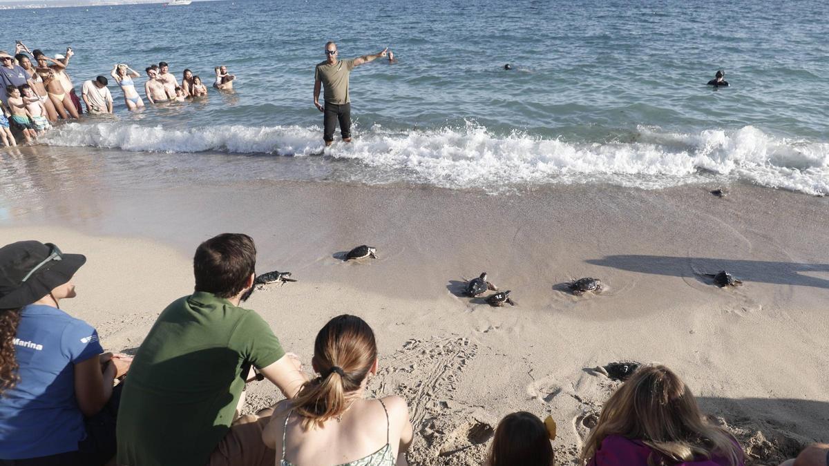 39 tortugas marinas regresan al mar en Can Pere Antoni ante la expectación de un centenar de personas