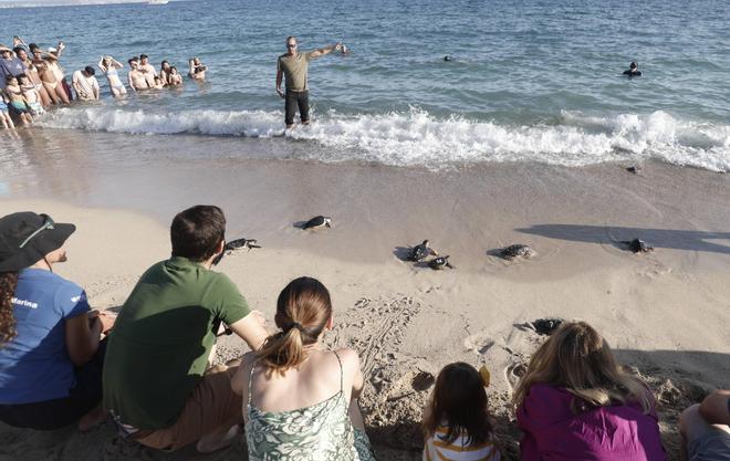Imágenes de la liberación de 39 tortugas en Can Pere Antoni