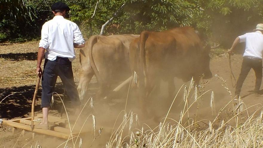 El museo O Quintero recupera la “Festa da Malla”