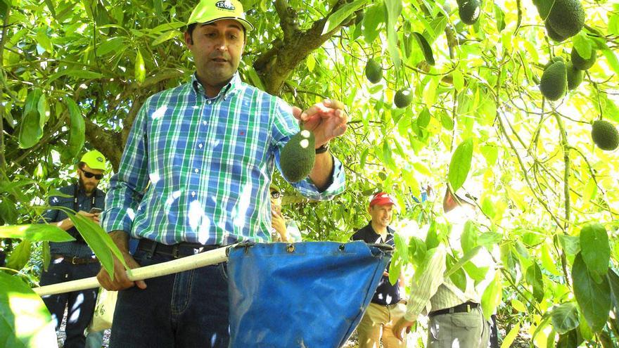 Cooperativistas de Trops en plena recolección del aguacate.