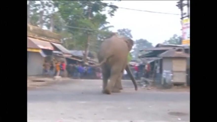 Un elefante se cuela en una localidad india y destruye decenas de viviendas