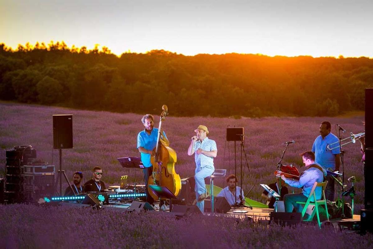 Festival lavanda
