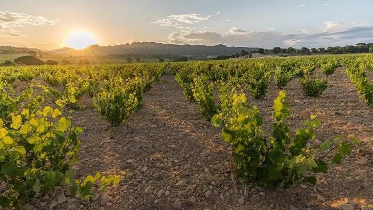 Viñedos en Jumilla.