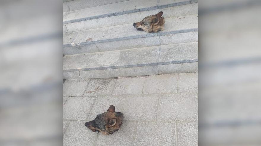 Dipositats dos caps de llop seccionats davant l’Ajuntament de Ponga, a Astúries
