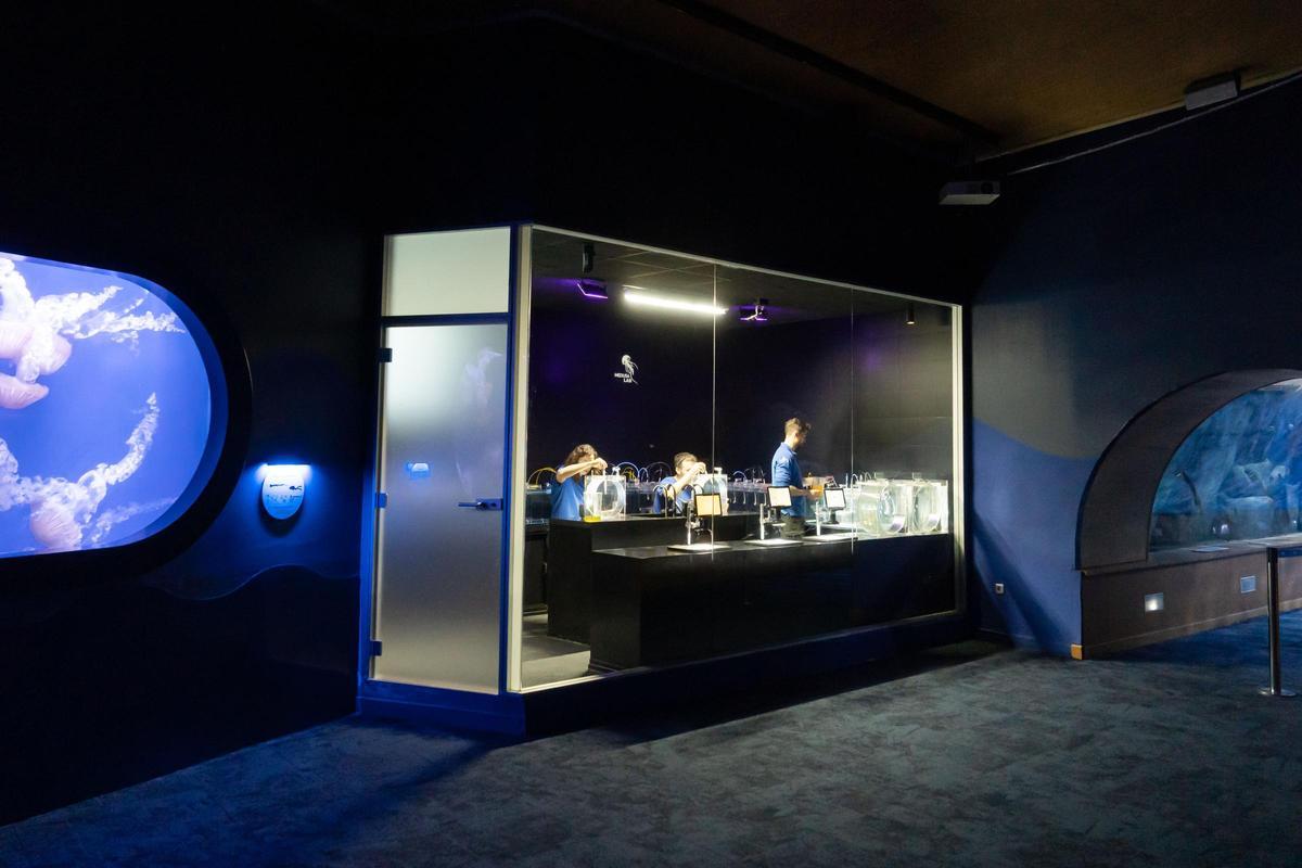 La nueva instalación 'Medusa Lab' del Oceanogràfic.