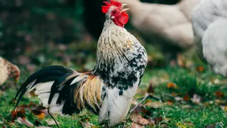 ¿Los animales hablan diferente según el idioma?