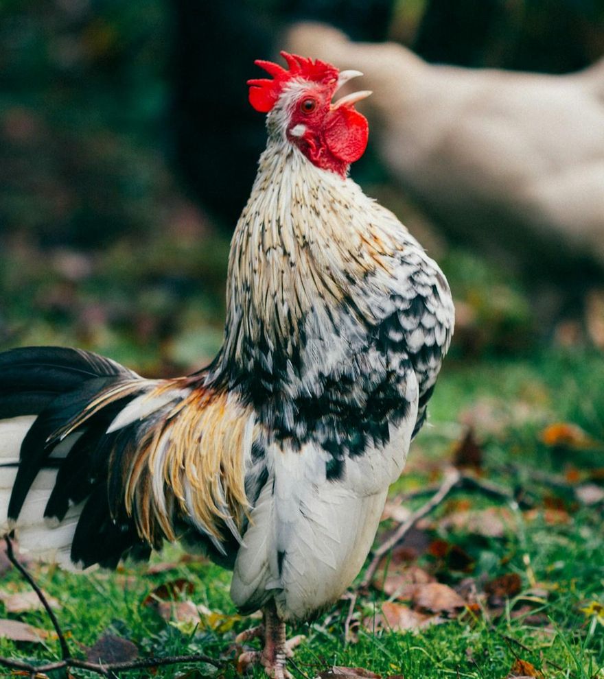 ¿Los animales hablan diferente según el idioma?