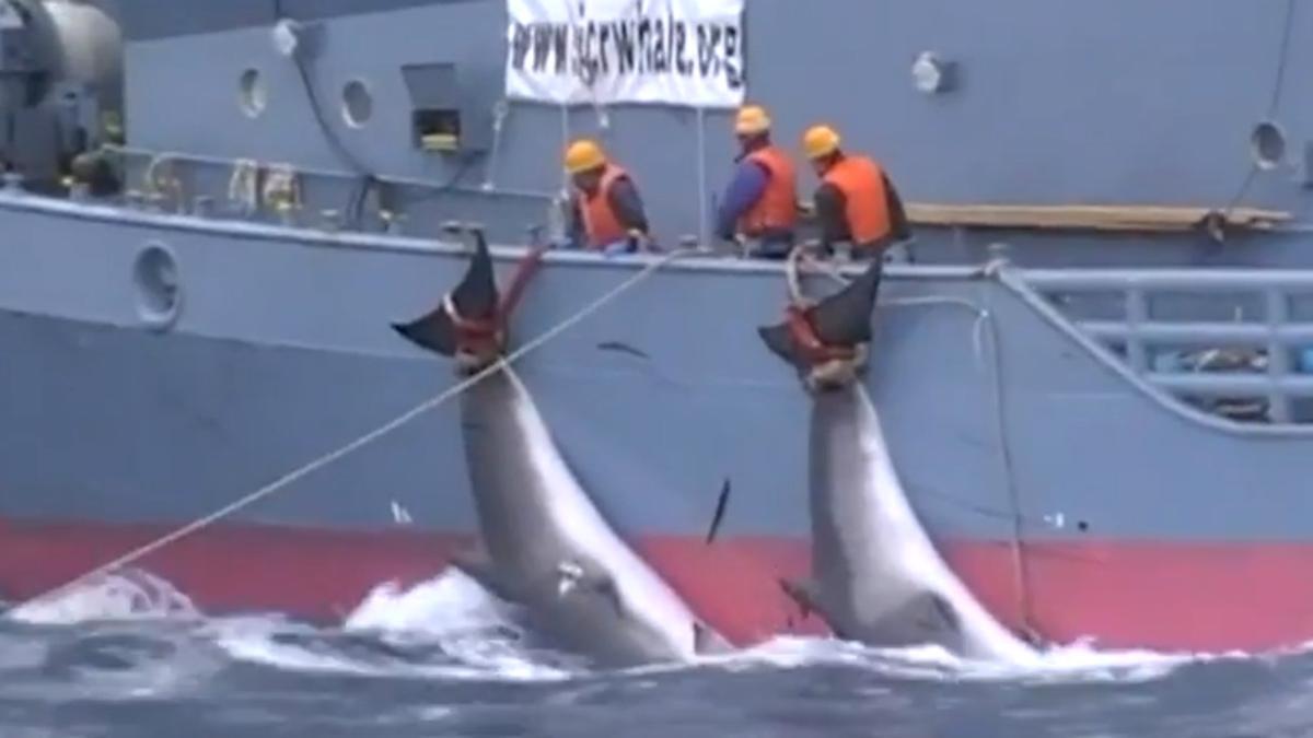 Un vídeo difundido por la ONG Sea Shepherd muestra la matanza de ballenas en la Antártida