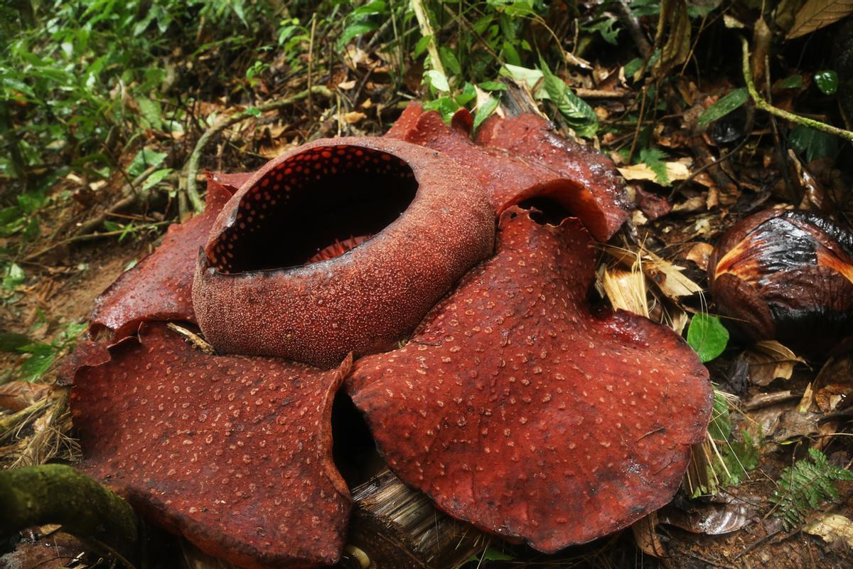 Rafflesia Kerrii