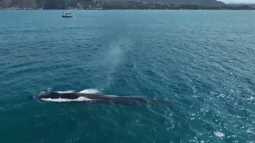 Sorpresa en la costa de Dénia: se dejan ver quince ballenas
